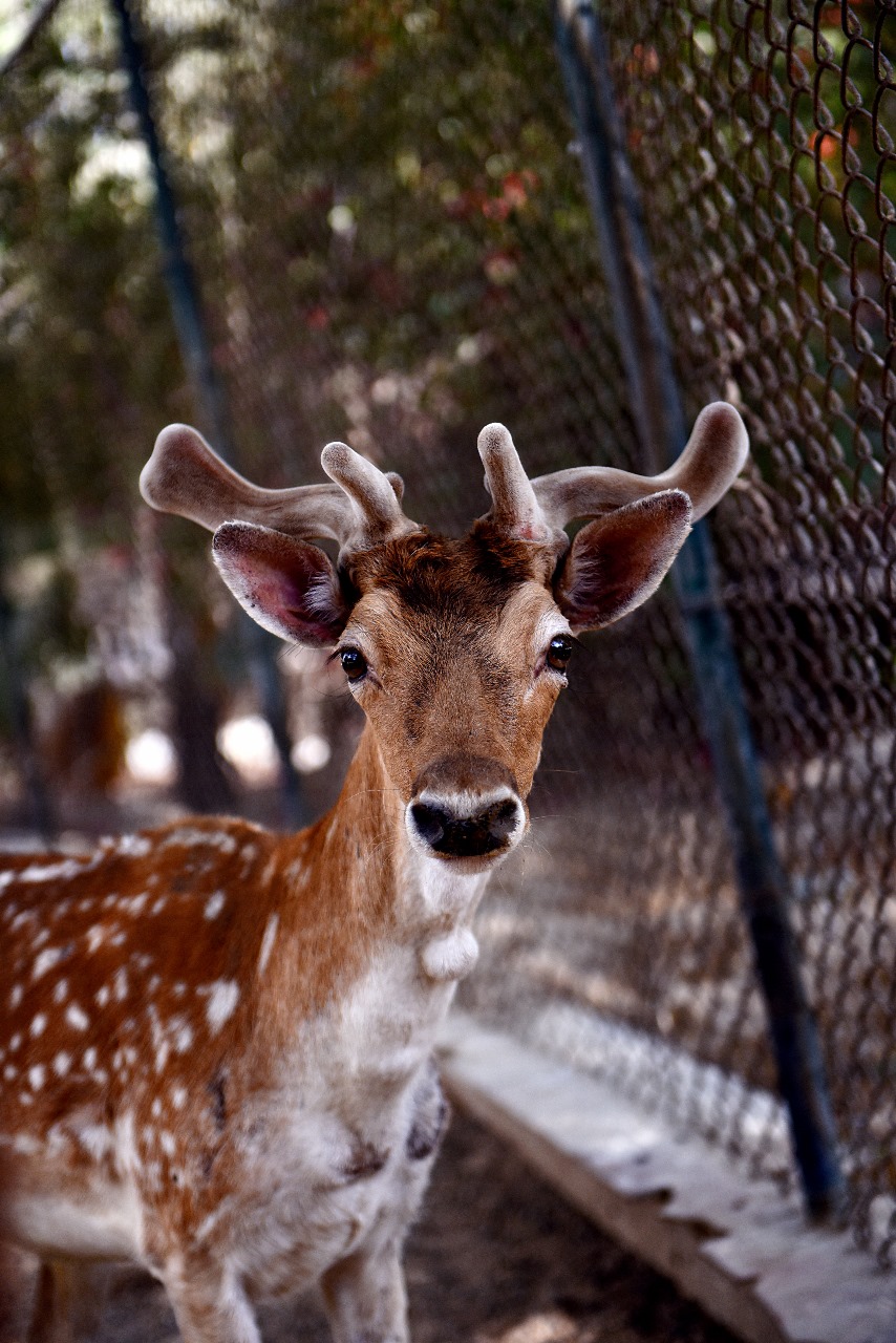 Spotted Deer