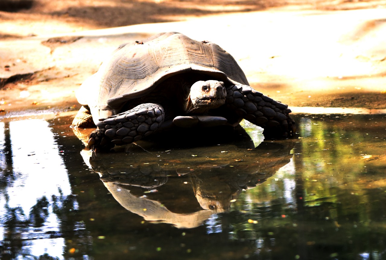 The Spur Thighed Tortoise (TESTUDO GRAECA)