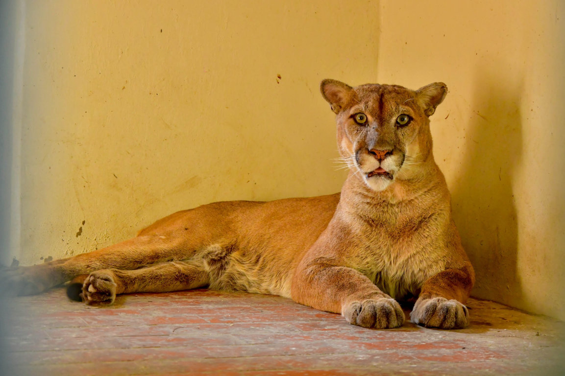 Puma 
