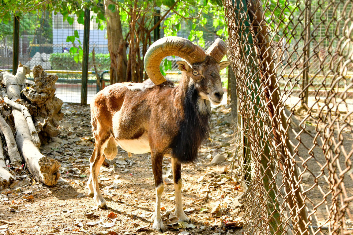 Mouflon
