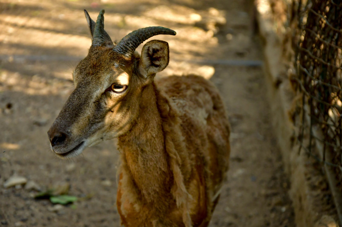 Urial