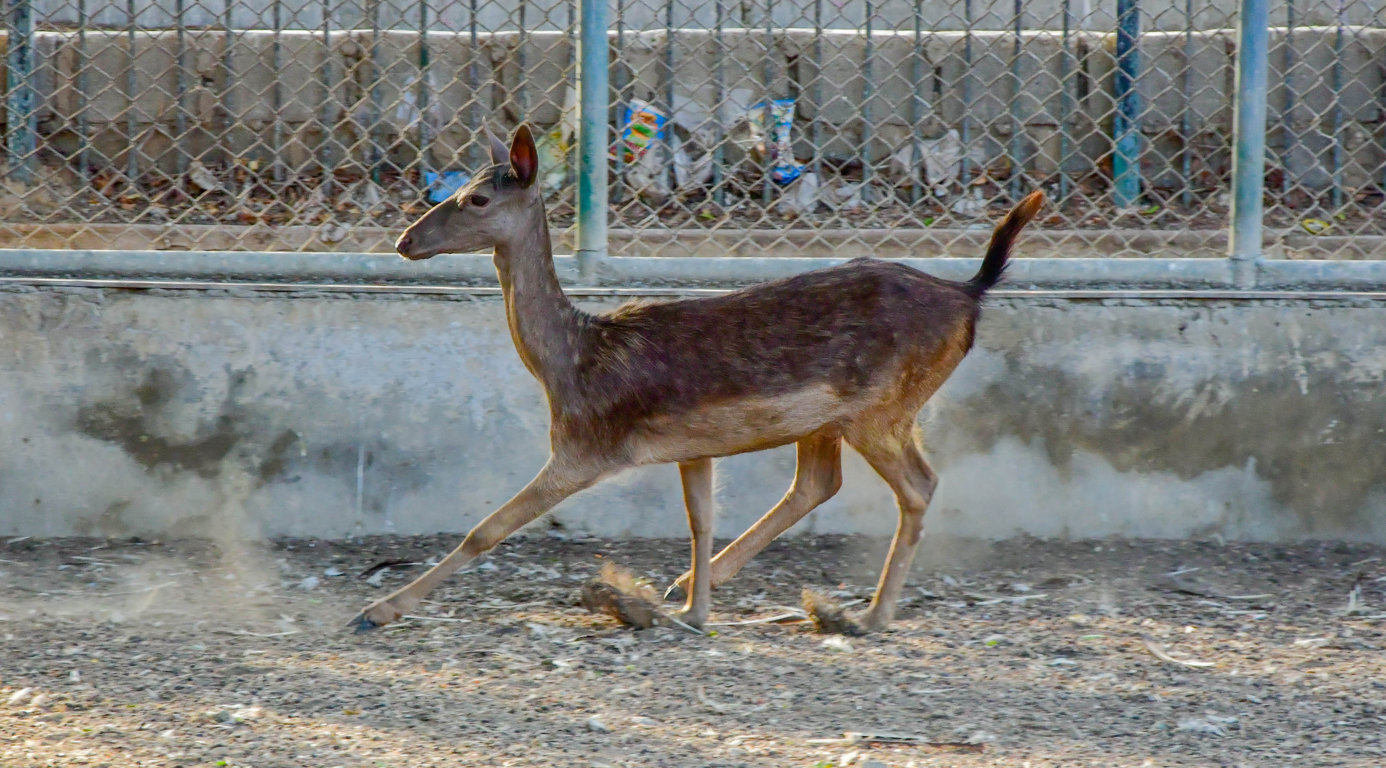 Fallow Deer 
